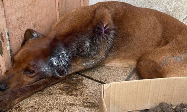 Tutor é preso após cão ser encontrado com larvas na orelha e desnutrição severa em Blumenau