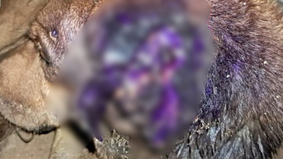 Tutor é preso após cão ser encontrado com larvas na orelha e desnutrição severa em Blumenau