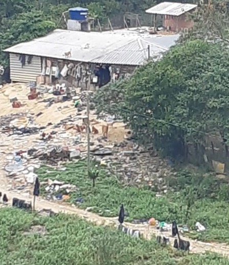 Cães viviam em ambiente insalubre: MPSC resgata 70 animais e denuncia responsável em SC