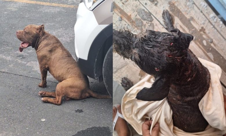 Cachorro é gravemente ferido após pitbull invadir propriedade em Gaspar; tutora deve responder por omissão