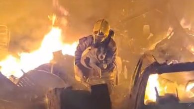 Em meio a incêndio de grandes proporções, bombeiros salvam cadela de imóvel em chamas