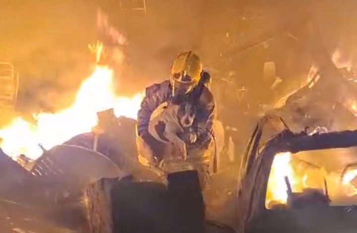 Em meio a incêndio de grandes proporções, bombeiros salvam cadela de imóvel em chamas