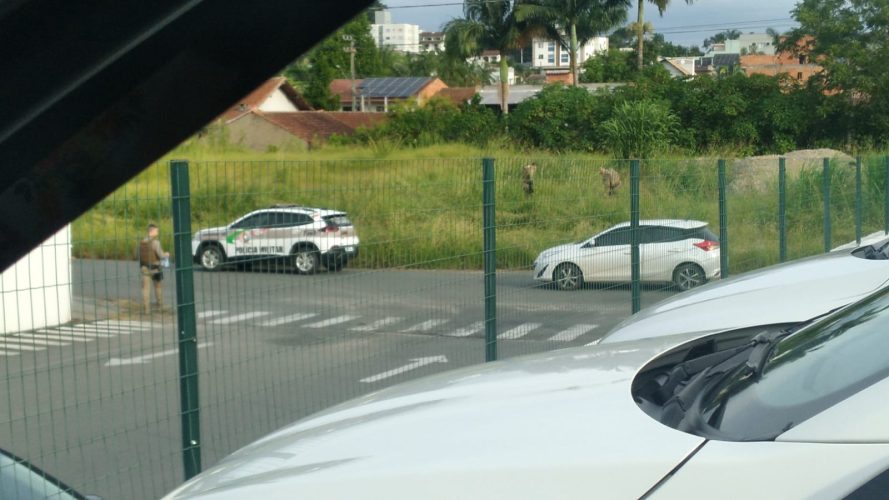 Revólver calibre .38 é localizado em área de mata após fuga de motocicleta durante perseguição policial em Timbó