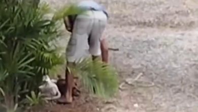 Homem é preso após matar dois cães com golpes de machado em Timbó