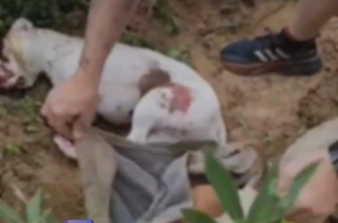Homem é preso após matar dois cães com golpes de machado em Timbó