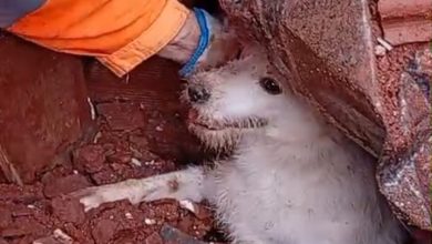 Em meio aos escombros, bombeiros resgatam cachorro que ficou soterrado após desabamento