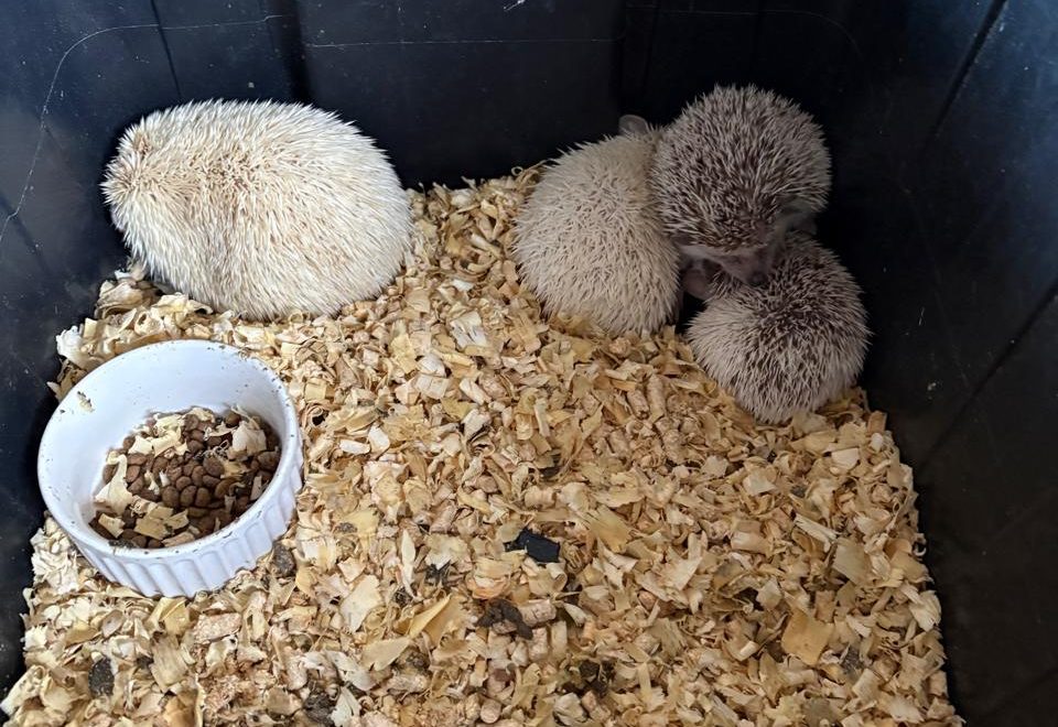 Operação Aruana do GAECO mira rede de tráfico de animais e cumpre mandados em Timbó e Indaial