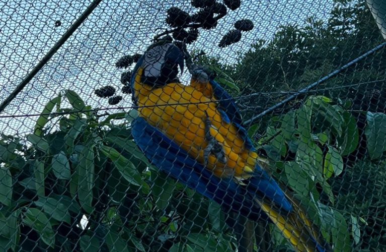 Operação Aruana do GAECO mira rede de tráfico de animais e cumpre mandados em Timbó e Indaial