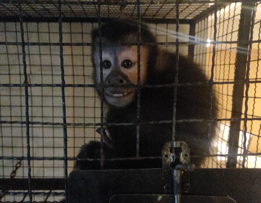 Operação Aruana do GAECO mira rede de tráfico de animais e cumpre mandados em Timbó e Indaial