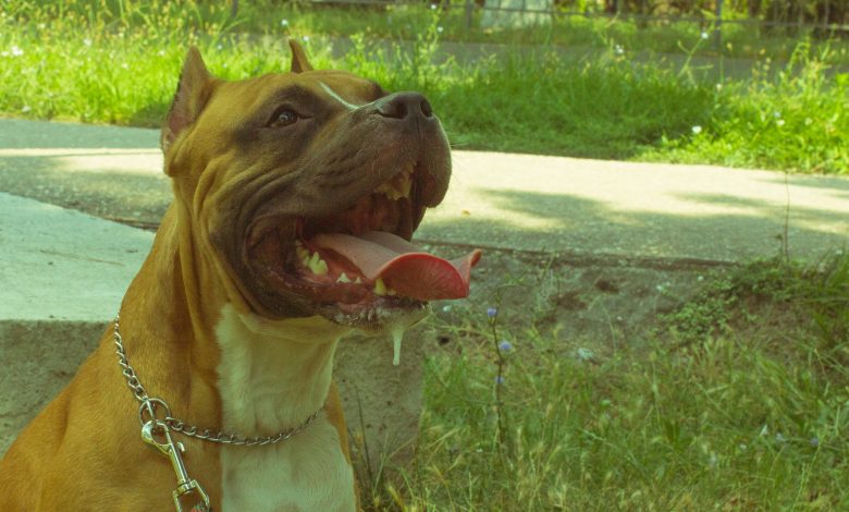 Menino de 9 anos sofre ataque de pitbull em via pública, tem hemorragia e tutor acaba preso em SC