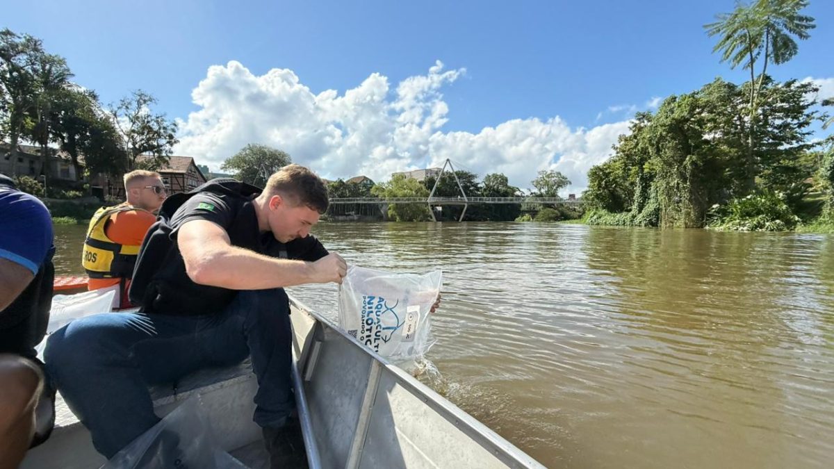 Timbó aposta em repovoamento para recuperar o Rio Benedito e realiza soltura de 30 mil peixes
