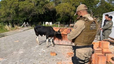 Polícia inicia operação para impedir farra do boi em Santa Catarina; organizadores podem receber multa de R$ 20 mil