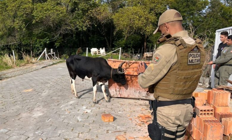 Polícia inicia operação para impedir farra do boi em Santa Catarina; organizadores podem receber multa de R$ 20 mil