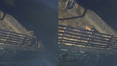 Câmera registra puma invadindo propriedade onde seis ovelhas foram mortas em SC