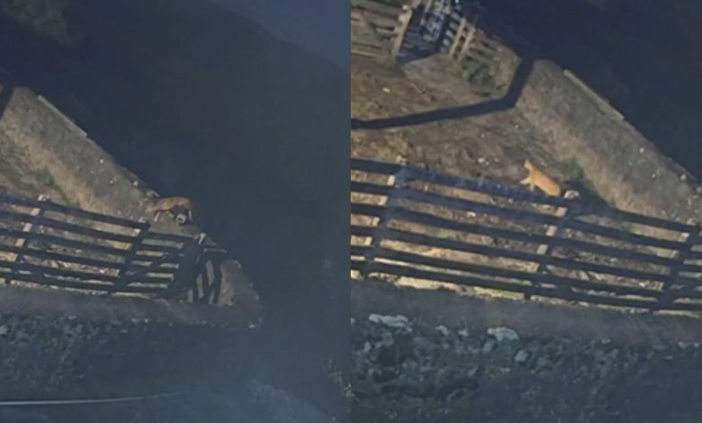 Câmera registra puma invadindo propriedade onde seis ovelhas foram mortas em SC