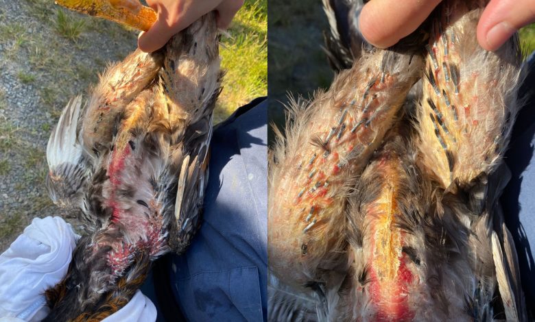 Operação resgata mais de 50 aves usadas em rinhas e encontra animais silvestres ameaçados de extinção em SC