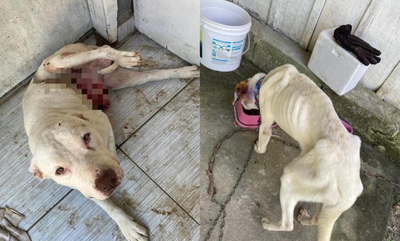 Civil prende dois homens por maus-tratos a cães e resgata cinco animais em menos de seis horas em Blumenau