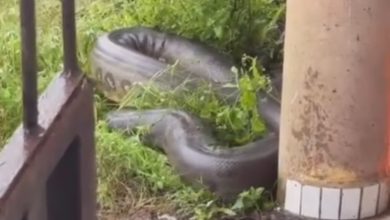 SUSTO: sucuri gigante é vista em frente a residência e deixa moradores em alerta