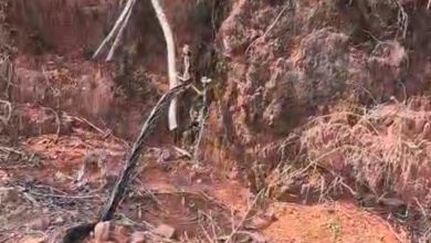 Cobra caninana é capturada dentro de casa e devolvida à natureza em Pomerode