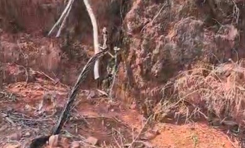 Cobra caninana é capturada dentro de casa e devolvida à natureza em Pomerode