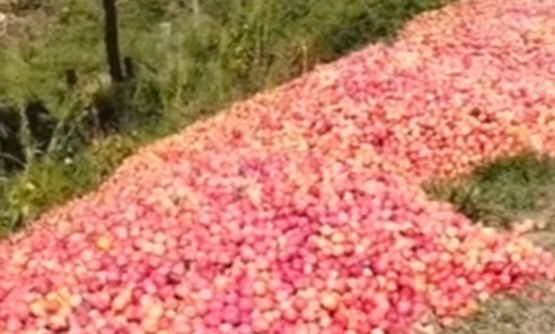 Sem compradores, produtor de SC descarta 50 toneladas de ameixas e expõe crise no campo