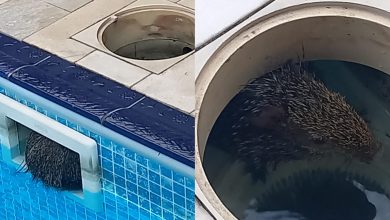 Cotia é resgatada após ficar presa na caixa de limpeza de piscina em Blumenau