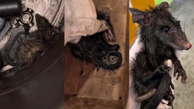 Coberto de óleo e fingindo-se de morto: resgate de gambá impressiona e viraliza em Jaraguá do Sul