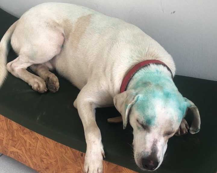 Trote com cachorro comunitário em universidade de SC provoca revolta e mobiliza investigação interna