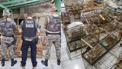 Operação Aruana do GAECO mira rede de tráfico de animais e cumpre mandados em Timbó e Indaial