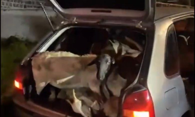 Animais são encontrados amontoados em carro roubado na BR-104; sete morrem por falta de ventilação