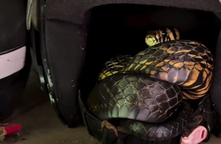 Homem encontra cobra de quase dois metros escondida em capacete e aciona biólogo para resgate