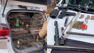 Aves silvestres e armamentos ilegais são apreendidos pela Polícia Militar após denúncia em Rodeio