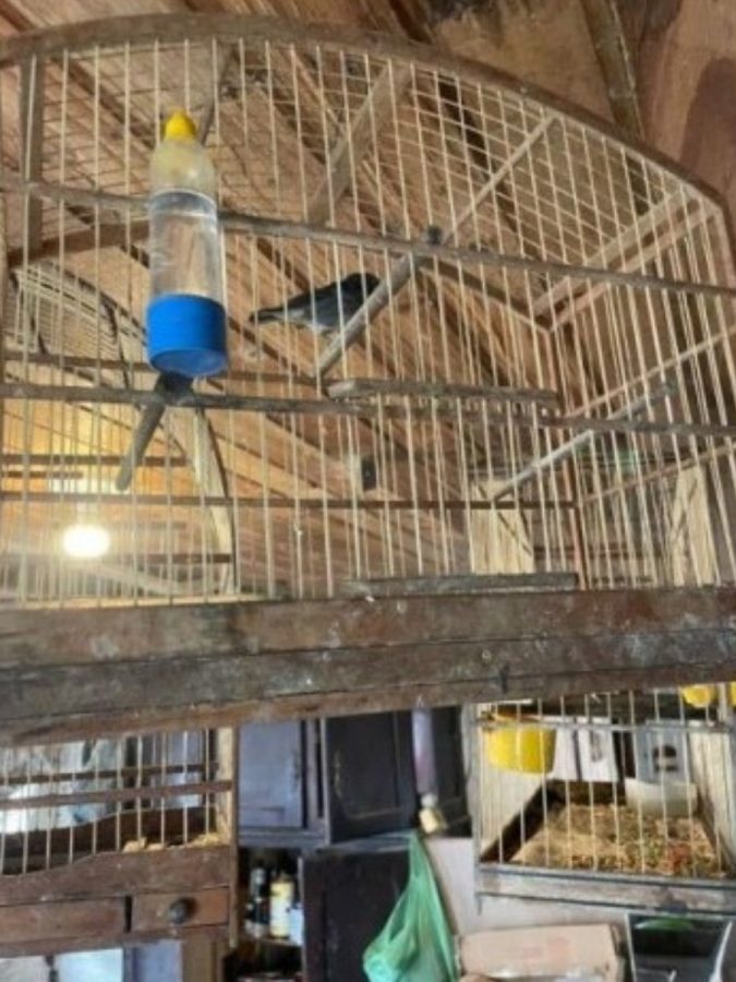 Aves silvestres e armamentos ilegais são apreendidos pela Polícia Militar após denúncia em Rodeio