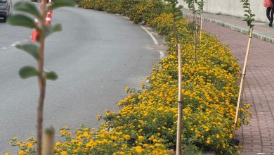 Ponte Zelir Tirol recebe novas extremosas e ganha vida com plantio urbano em Indaial