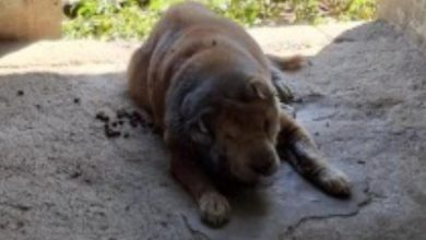 Cachorro com ferimentos e larvas é encontrado em estado grave e tutor é preso por maus-tratos em Ascurra