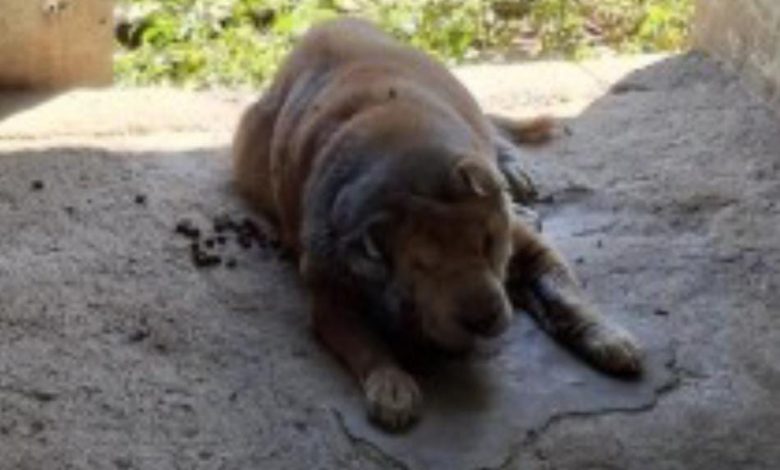 Cachorro com ferimentos e larvas é encontrado em estado grave e tutor é preso por maus-tratos em Ascurra