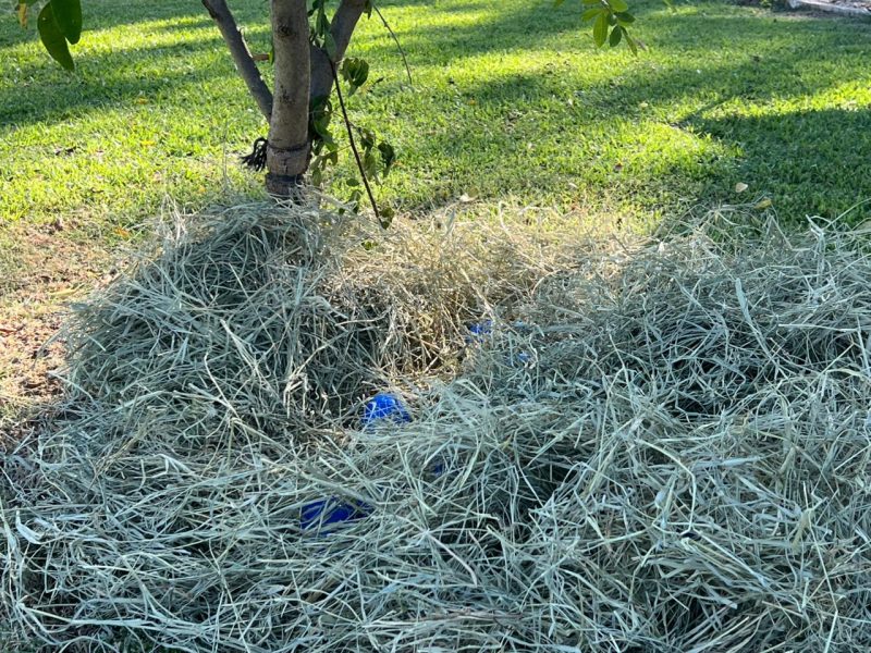 Caça aos ovos reúne crianças e idosos no Parque Central de Timbó em tarde especial de Páscoa