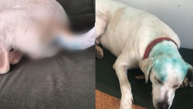 Trote com cachorro comunitário em universidade de SC provoca revolta e mobiliza investigação interna