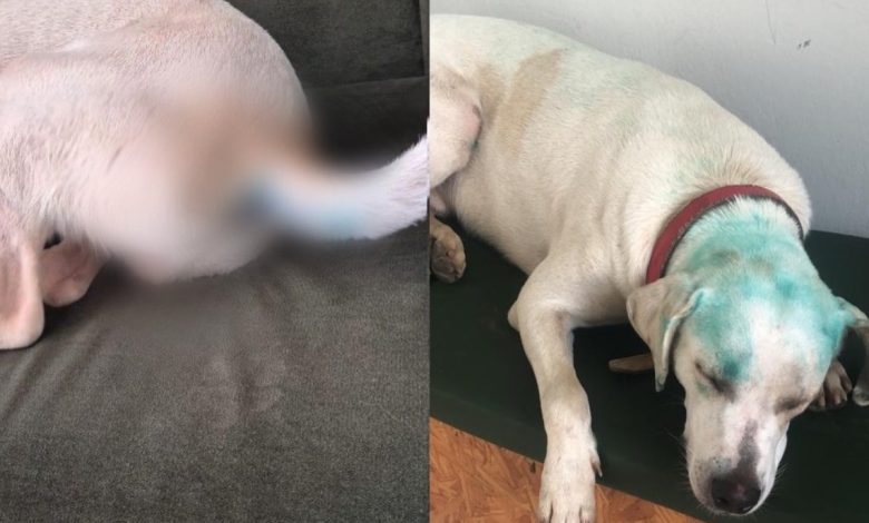 Trote com cachorro comunitário em universidade de SC provoca revolta e mobiliza investigação interna