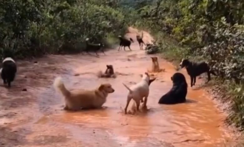 Entre lama e paisagem: cães improvisam área de diversão e protagonizam cena cheia de alegria