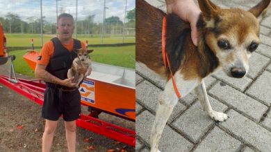 Cão é resgatado pela Defesa Civil às margens do rio Benedito, em Timbó