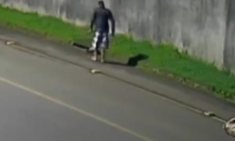 Brutalidade: homem é preso após espancar tamanduá a pauladas em SC