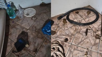 Só agora! Após dois anos de denúncias, resgate revela cenário de horror em canil de Rodeio