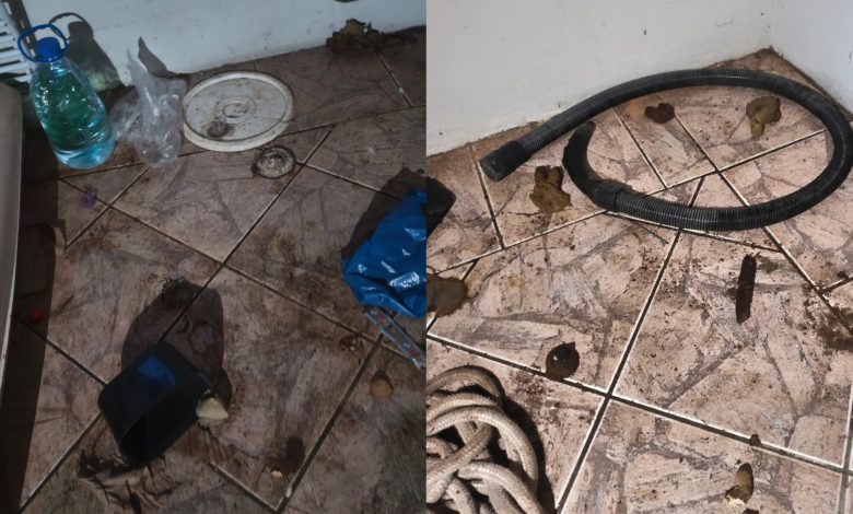 Só agora! Após dois anos de denúncias, resgate revela cenário de horror em canil de Rodeio