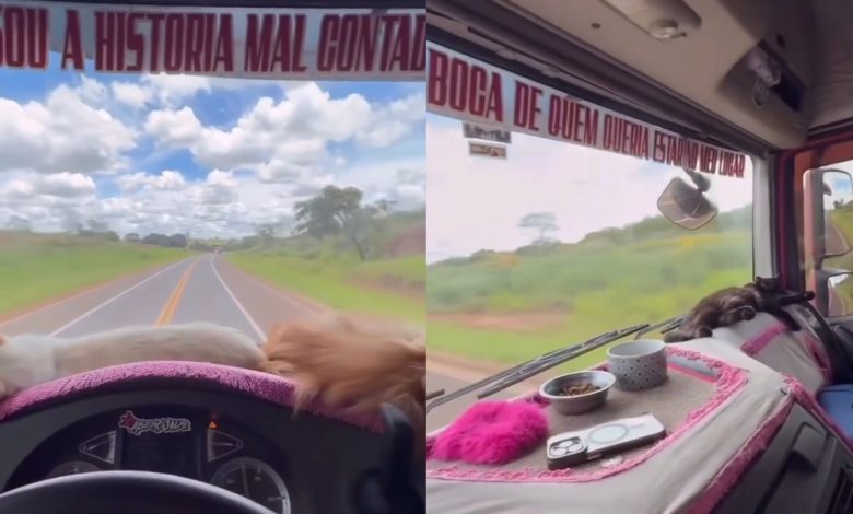 Pets na cabine e vida na estrada: caminhoneira de SC viraliza ao mostrar rotina real das viagens