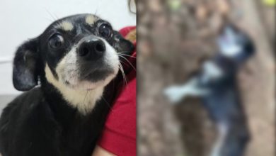 Enterrada viva e salva por vizinhos: caso de cadela em SC leva tutor à Justiça por maus-tratos