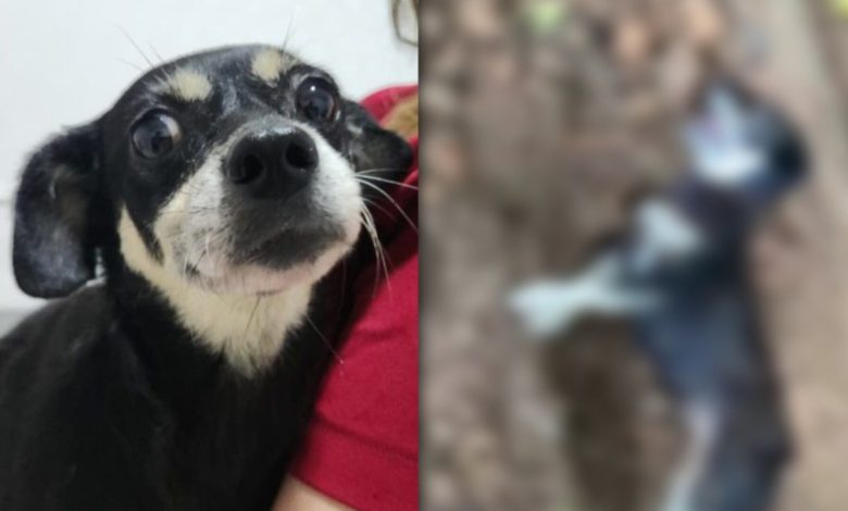 Enterrada viva e salva por vizinhos: caso de cadela em SC leva tutor à Justiça por maus-tratos