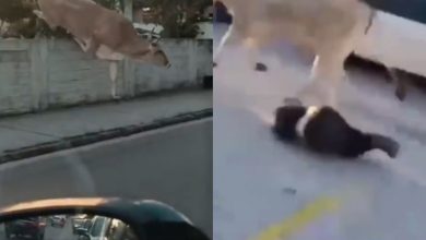 Caos em SC: boi solto salta muro, ataca pedestre e deixa moradores com medo