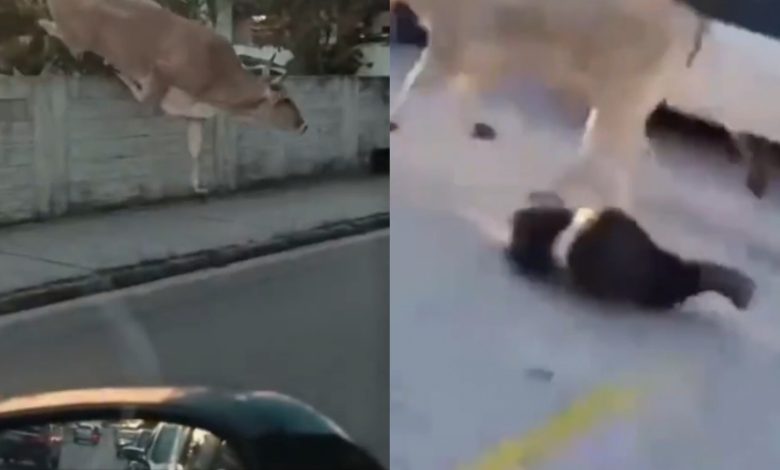 Caos em SC: boi solto salta muro, ataca pedestre e deixa moradores com medo