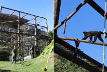 Após mais de uma década, criadouro de primatas é fechado por irregularidades em Santa Catarina